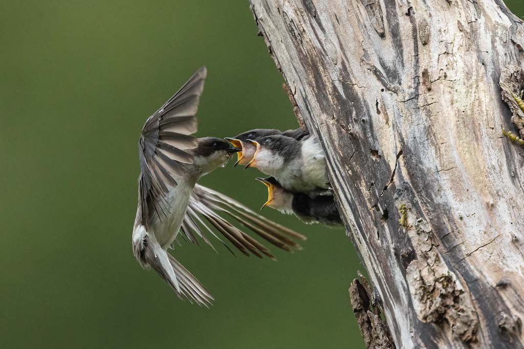 Tree Swallows feeing chicks
