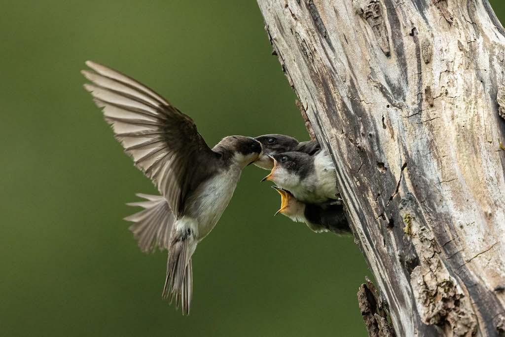 Tree Swallow feeding chicks at nest