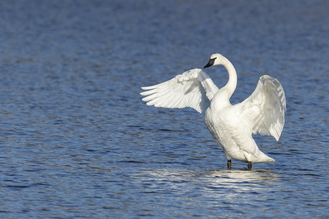 A Trumpeter Swan with spread wings
