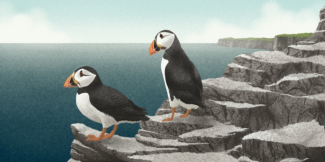 Illustration of two puffins looking out to sea