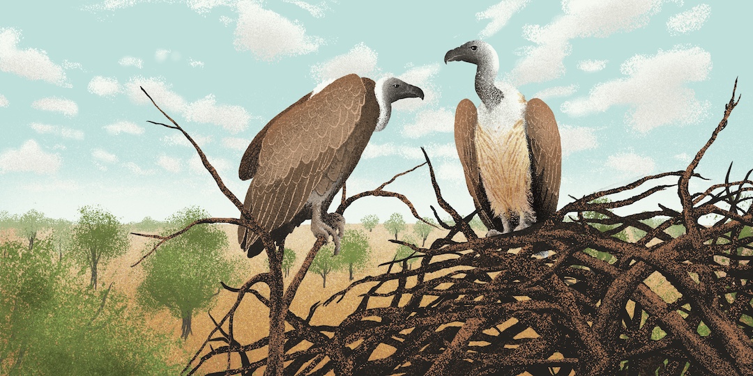 Illustration of two vultures