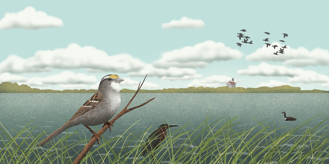 Threatened season 2 episode 7 artwork: Block Island, Bird Central