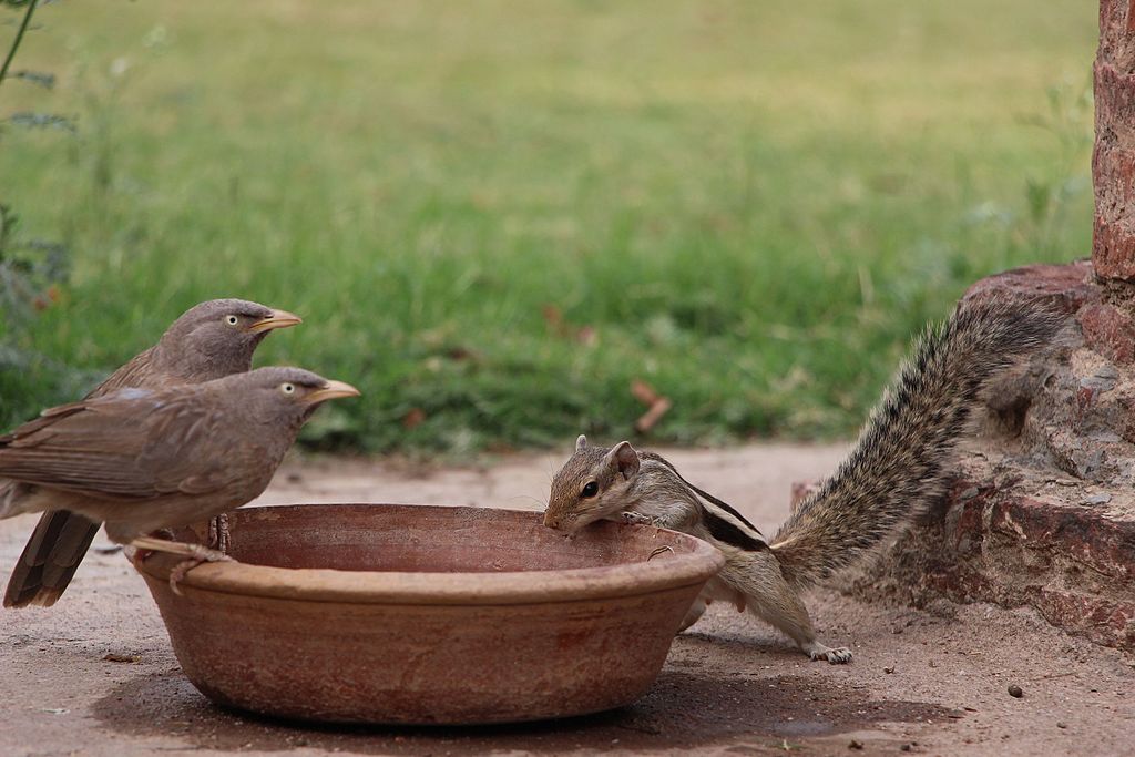 Two birds and a squirrel look inside of the same bowl.