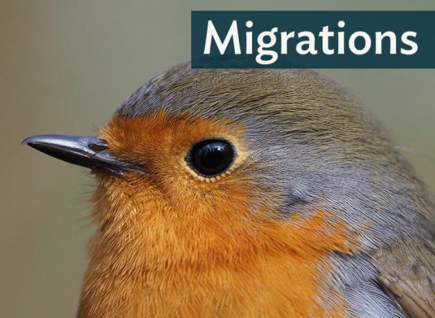 A close-up image of a European Robin, looking to the left; "Migrations" in the top right corner
