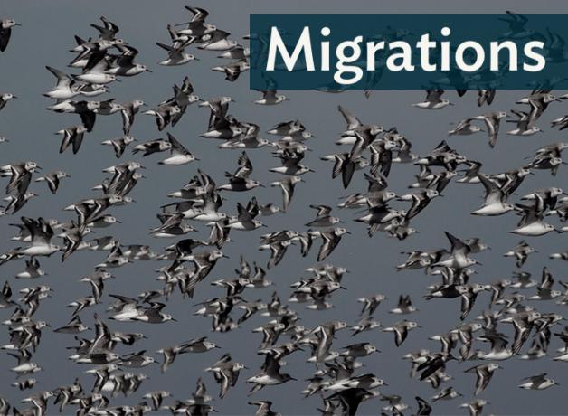 A flock of sanderlings flying together; "Migrations" in bold lettering at the top-right corner