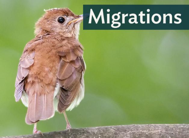 A Veery stands against a green background, looking to the right; "Migrations" in the top right corner