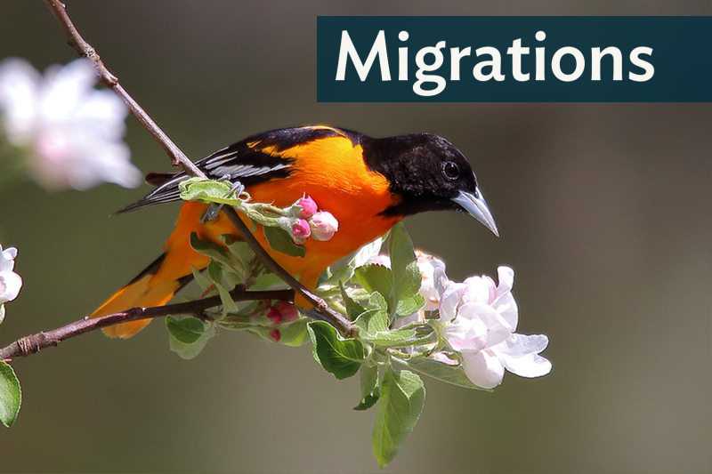 A Baltimore Oriole perches on a flower, looking to the right, "Migrations" in the top-right corner