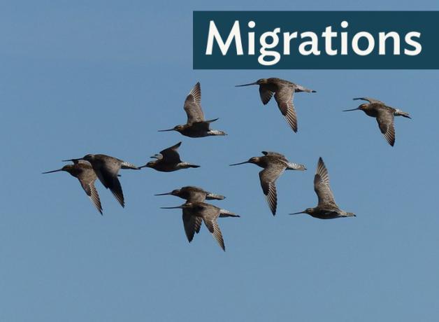 A flock of Bar-tailed Godwits flying against the background of a blue sky; "Migrations" in the top right corner.