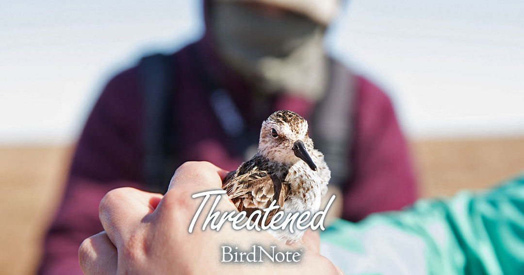 A Semipalmated Sandpiper is being held; "Threatened" and "BirdNote" both show on the bottom of the image