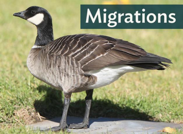 An Aleutian Cackling Goose facing left, standing on a stone, against a background of light-green grass; "Migrations" in the top right corner.
