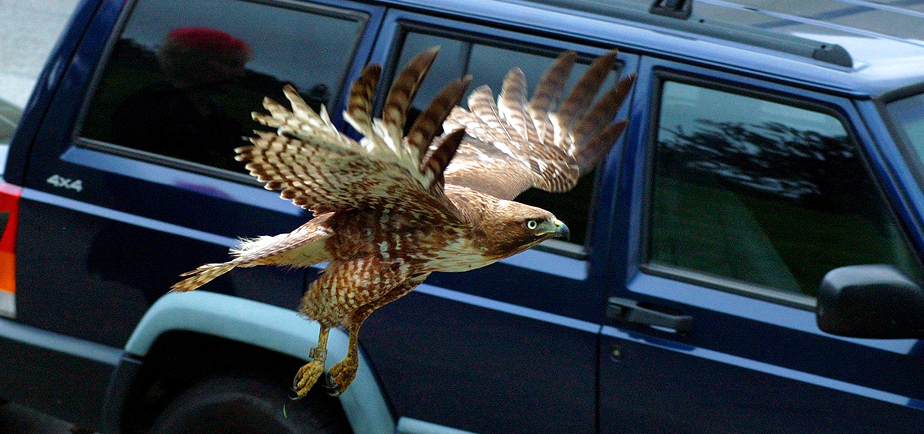 Patch, a Red-tailed Hawk, flying in front of a blue car.