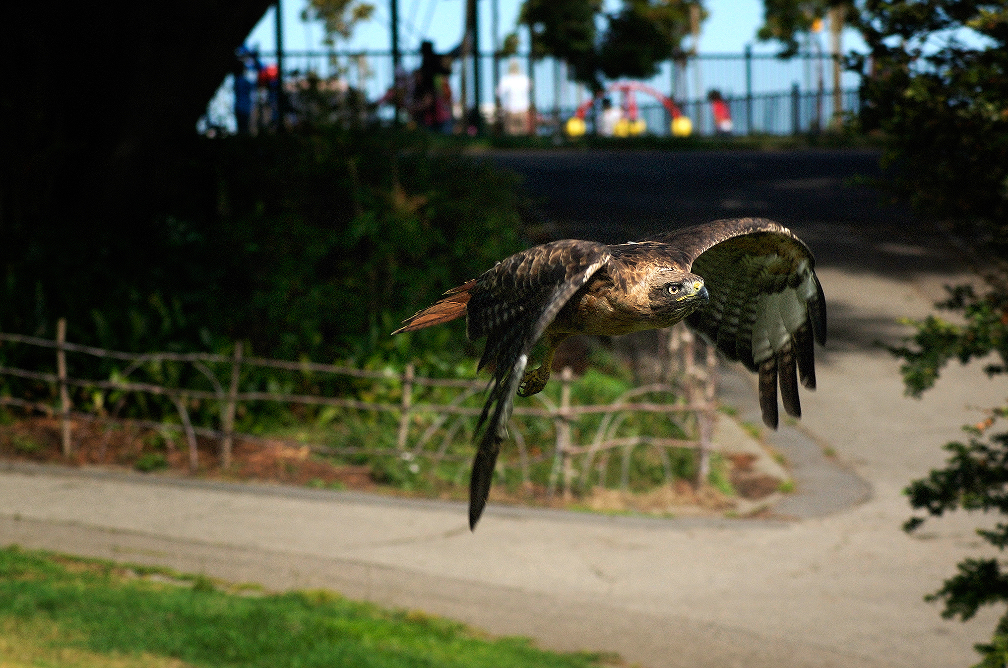 Patch, a Red-tailed Hawk, flying over the landscape of a park, low to the ground, heading toward the photographer and to the right.