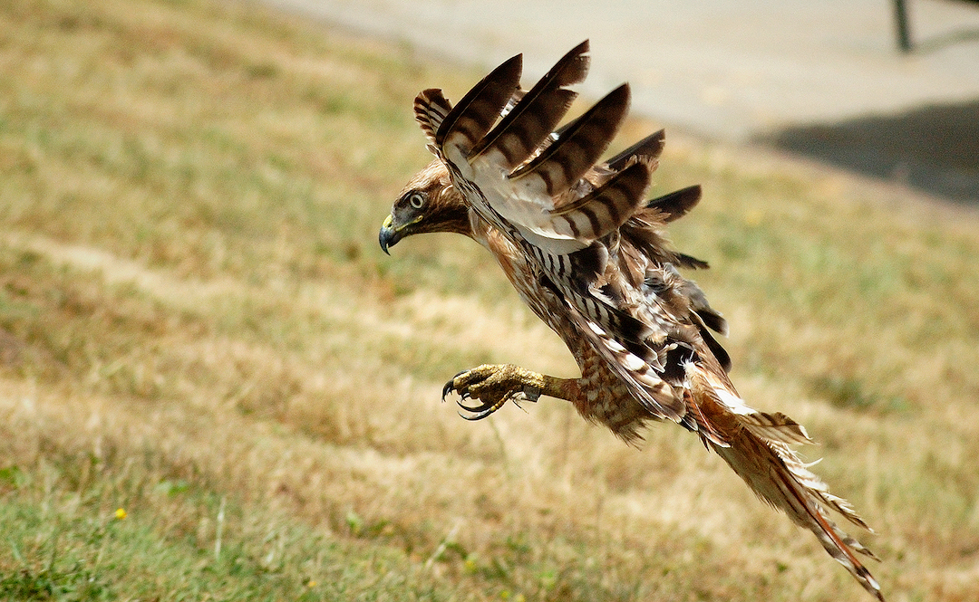 Patch, a Red-tailed Hawk, flying nearby cut grass and sidewalk, Patch's talons are out, as if about to catch prey.