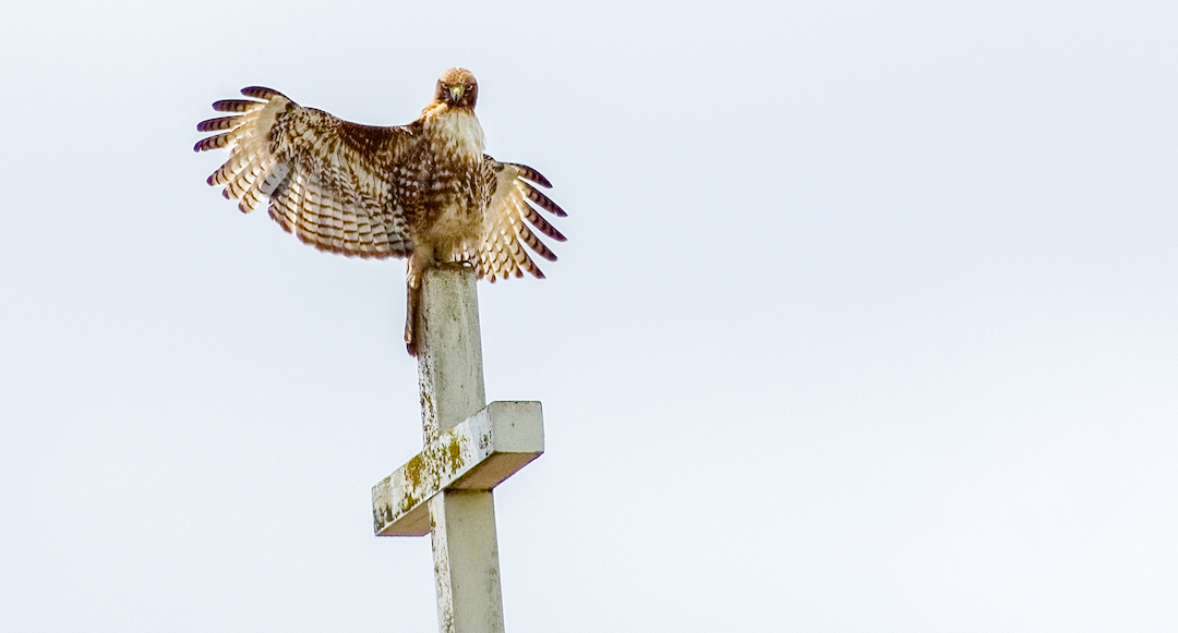 Patch, a Red-tailed Hawk, perched on a weathered cross, with outstretched wings, looking straight at the photographer.