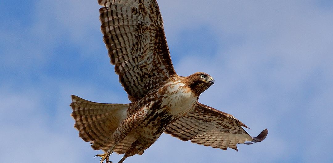 Patch, a Red-tailed Hawk, flying above the photographer, against a background of blue skies