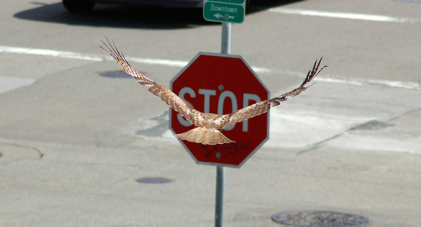 Patch, a Red-tailed Hawk, flying away from the camera, toward a stop sign.