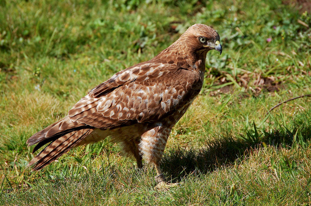 Patch, a Red-tailed Hawk, standing on sunlit grass, looking to the right
