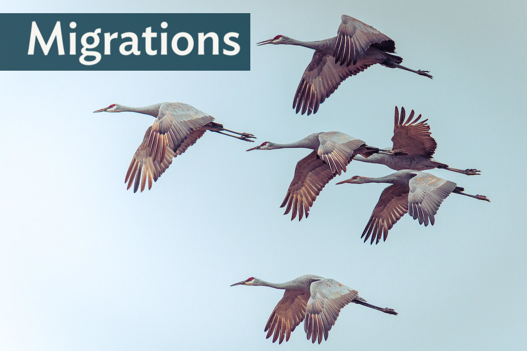 A flock of Sandhill Cranes flying together, "Migrations" in the top left corner