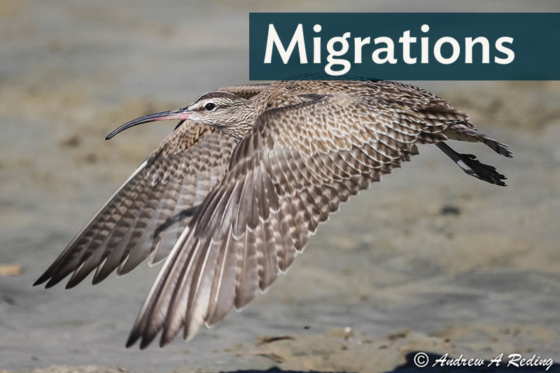 A Whimbrel in flight, low to the ground, flying left; "Migrations" shows in the top right corner
