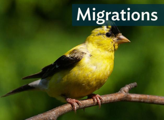 An American Goldfinch is perched on a branch; "Migrations" in the top-right corner