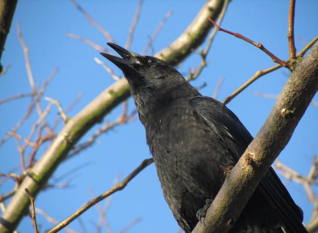 An American Crow, in mid-vocalization, is perched high in the tree branches against a backdrop of blue sky.