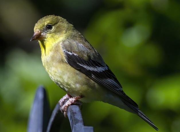 An American Goldfinch seen from its left side, sitting in the sunlight