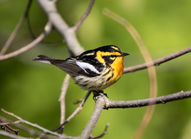 A Blackburnian Warbler is perched on a tree branch, surrounded by other small branches, with a green background. 
