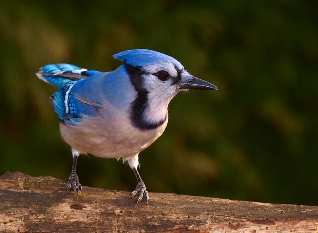 A Blue Jay is perched on a tree branch, facing the camera and looking to the right