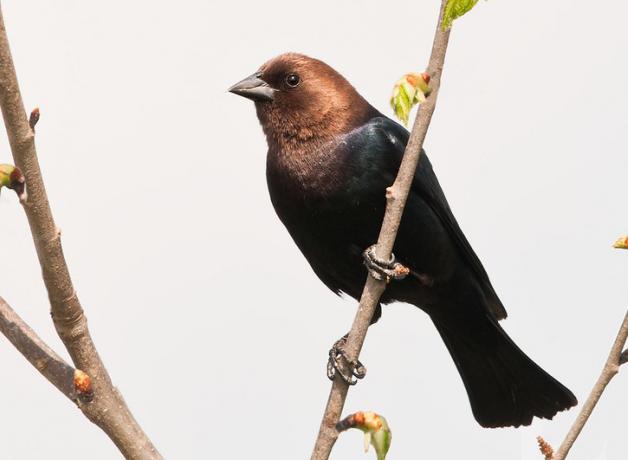 A Brown-headed Cowbird is perched, facing to the left, with a grey background. 