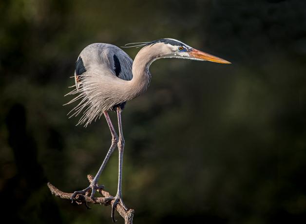 A Great Blue Heron is perched on a branch; its neck is curved, and its head is facing to the right