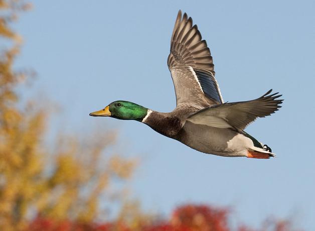 A male Mallard is in flight; a background of blue sky and autumnal tree tops. 