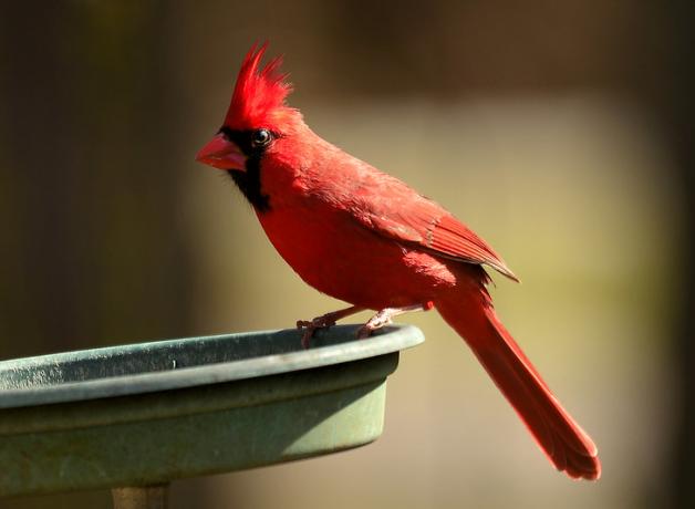 A Northern Cardinal is perched at a bowl-like structure; the cardinal's red feathers shine in the sunlight.