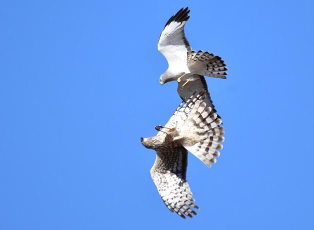 Two Northern Harriers face each other while soaring through the blue sky.