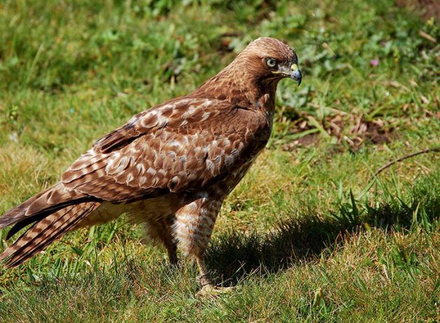 Patch, the Red-tailed Hawk stands on green grass, facing toward the right.