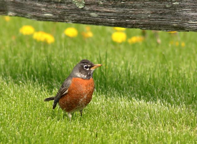 An American Robin stands in fresh green grass, looking to the right.