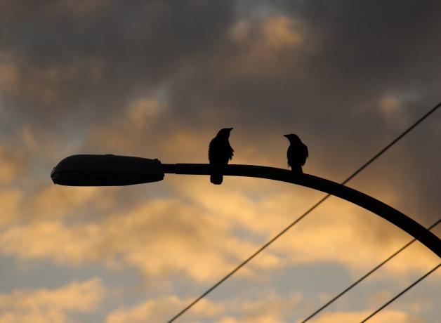 Two crows perch on a lamp post at sunset