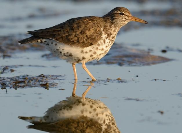 A Spotted Sandpiper wades through shallow water