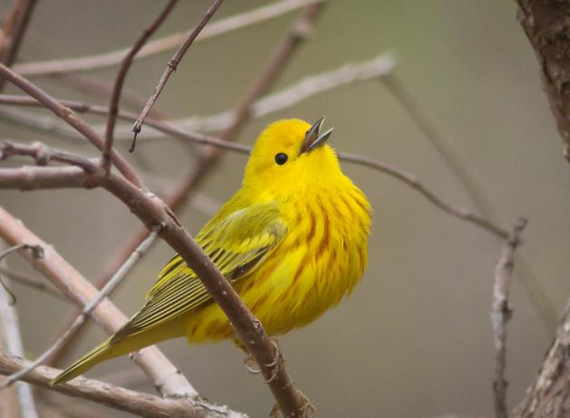Yellow Warbler singing, showing bright yellow body with vertical rust-colored stripes