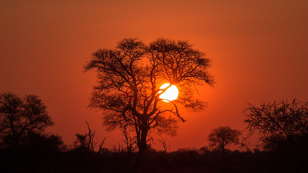 A tree at sunset in Kruger National Park in South Africa