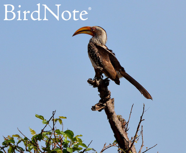A Southern Yellow-billed Hornbill is perched on a tree against a blue background; the BirdNote logo is in the top-left corner.