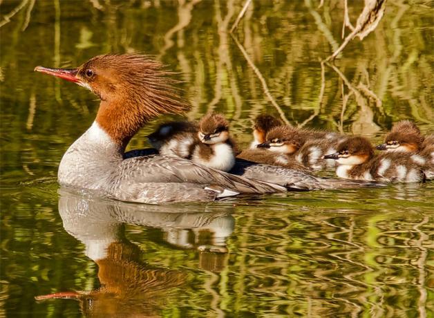 A Common Merganser carries a duckling as other ducklings follow her through marshy water.