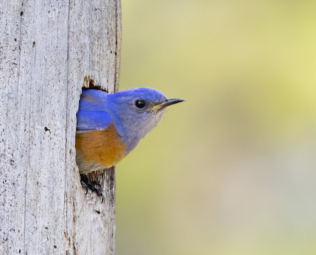 A Western Bluebird pops its head out of a hole.