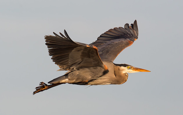 A Great Blue Heron flies through grey skies