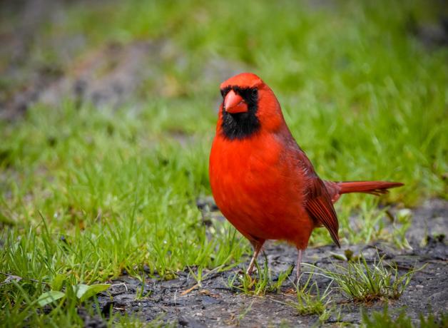 A Northern Cardinal is standing on a grassy ground.