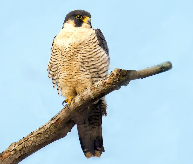 A Peregrine Falcon is perched on a tree branch with a background of blue sky.