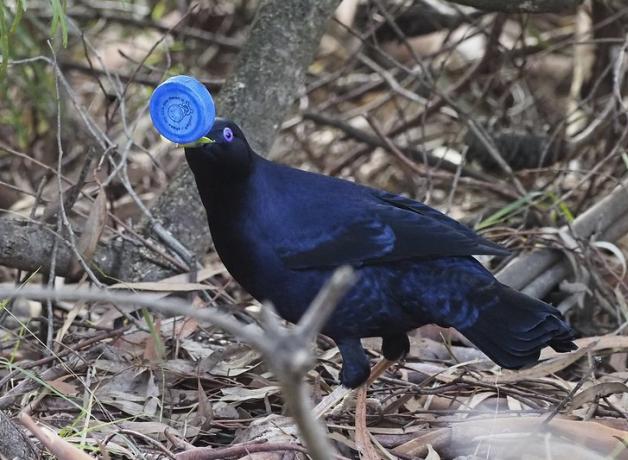 A Satin Bowerbird carries a blue plastic bottle cap through a wooded landscape.