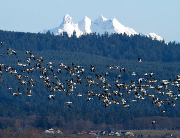 A flock of Snow Geese flying through the air with snow capped mountains in the background. 