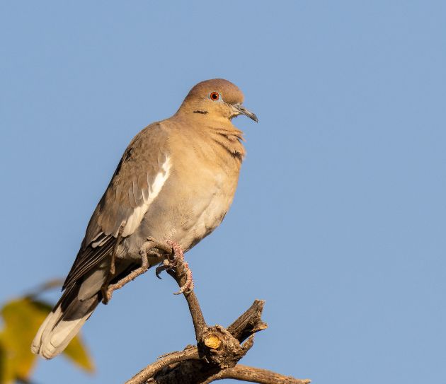 A White-winged Dove is on a tree branch before blue skies.