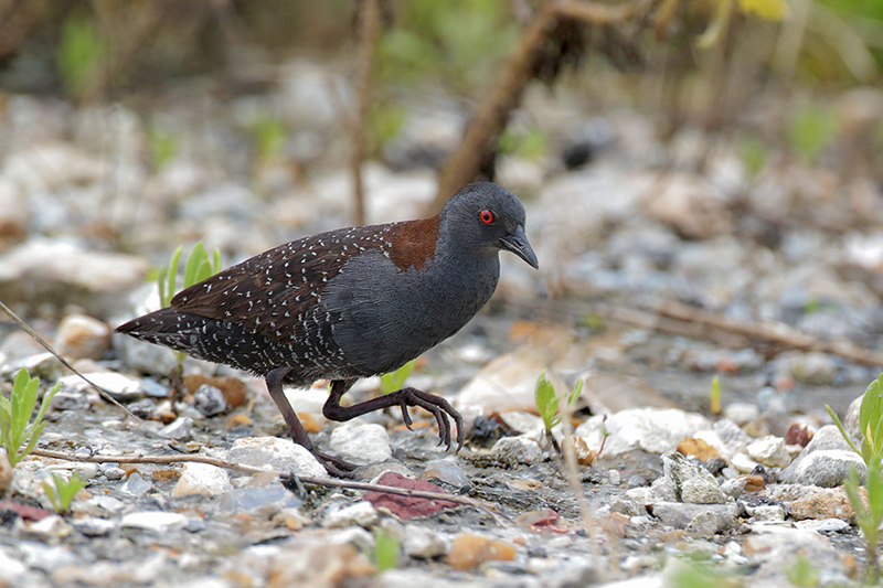 A Black Rail stands on the ground among foliage. 