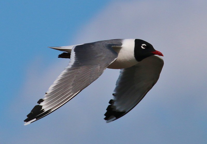 A Franklin's Gull in breeding plumage flapping its wings, blue sky in the background